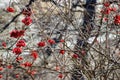 Sorbus Royalty Free Stock Photo